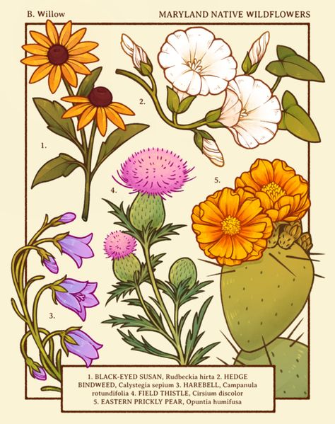 Surface Design — Lianne Pflug Cottagecore Art, Art Mignon, Illustration Botanique, Plant Drawing, Scientific Illustration, Art Et Illustration, Plant Illustration, Plant Art, Environment Concept Art