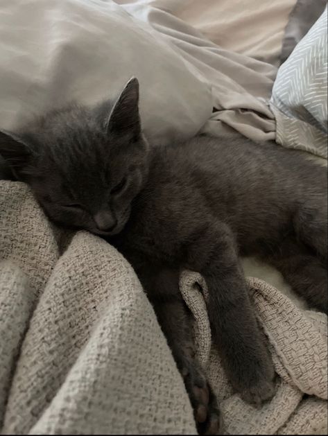 russian blue kitten Russian Short Haired Cat, Korat Cat Aesthetic, Russian Blue Kitten Aesthetic, Russian Blue Aesthetic, Russian Blue Cat Aesthetic, Russian Blues, Russian Blue Kitten, Russian Cat, Sleepy Kitty