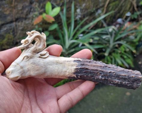 BaliBuffalo - Etsy Celtic Stag, Deer Antler Ideas, Deer Walking, Antler Ideas, Sheep Skull, Wood Jewelry Diy, Antler Carving, Whittling Knife, Buffalo Skull