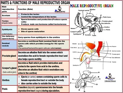 Female Reproductive System Anatomy, Male Reproductive System, Biology Diagrams, Anatomy Flashcards, Basic Anatomy And Physiology, Nursing Mnemonics, Biology Facts, Medical Student Study, Strep Throat