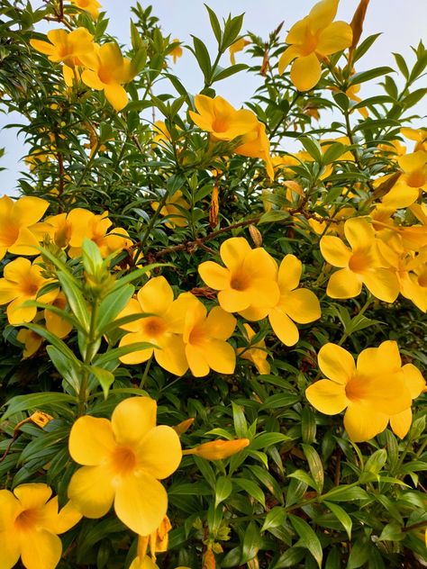 Yellow Indian Aesthetic, Alamanda Flower, Yellow Flowers Aesthetic, Yellow Fairy, My Yellow, Yellow Plants, Canvas Art Decor, Best Face Wash, Garden Decor Projects