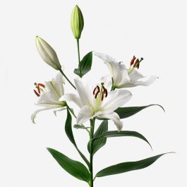 Cloud Nine Long-Stem Deluxe Lily Arum Lily, Flower Identification, White Chrysanthemum, Fresh Flower Bouquets, Flower Subscription, Lily Flowers, Fresh Flower Delivery, Gerbera Daisy, Cloud Nine