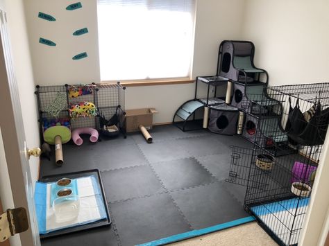 What Do Ferrets Eat, Ferret Playpen, Ferret Room, Ferret Supplies, Ferret Ideas, Ferret Diy, Ferret Drawing, Ferret Care, Ferret Stuff