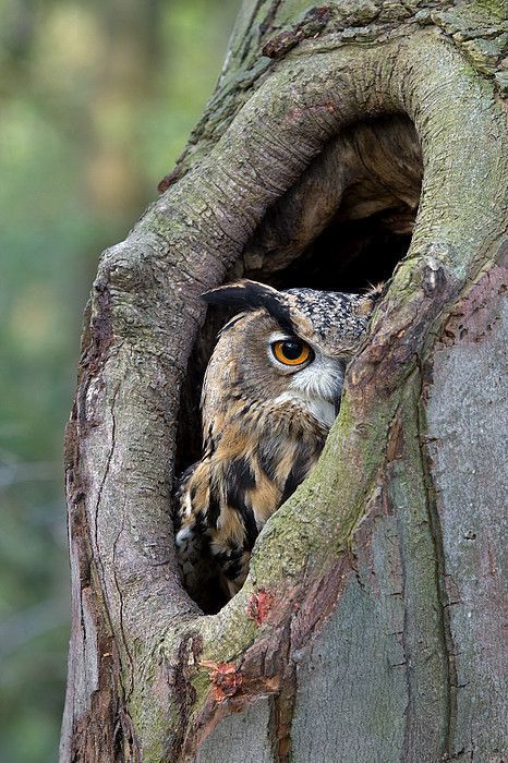 At home, I love reaching out into that absolute silence, when you can hear the owl or the wind. Amanda HarlechThis reminds me of one night when my sister and I were in the backyard and heard an owl hooting. We were both silent just struck by the moment when all of a sudden, from the highway, we heard a driver go by screaming out “Mother F*cker!” into the perfect silence. Another pause and I said “That’s nice”. To this day we still laugh hysterically at the juxtaposition of perfect serenity... Eurasian Eagle Owl, Regnul Animal, Owl Pictures, Black And White Photograph, Beautiful Owl, Great Horned Owl, Owl Bird, Birds Of Prey, 귀여운 동물