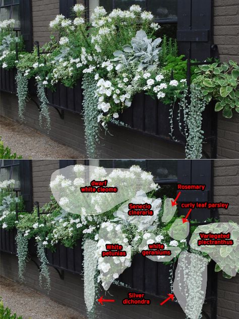 Flowers For Window Boxes, Window Boxes Ideas, Boxes Ideas, Window Box Flowers, Cascading Flowers, Container Gardening Flowers, Moon Garden, Garden Containers, White Gardens