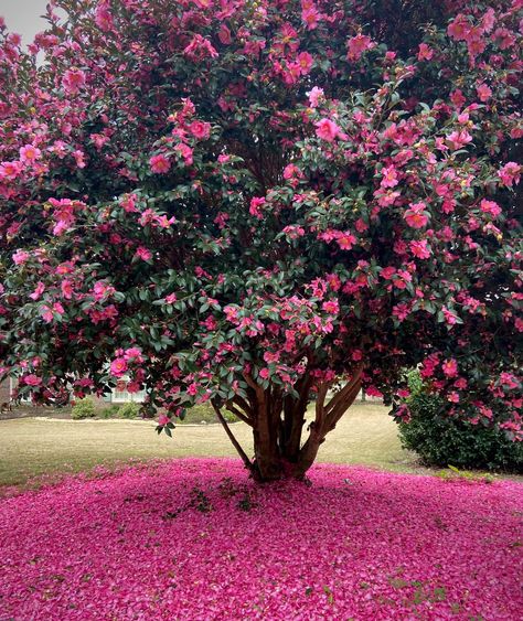 Fast Growing Pine Trees, Camellia Garden, Camellia Tree, Camellia Sasanqua, Camellia Plant, Landscape Curbing, White Camellia, Beautiful Home Gardens, Island Pictures