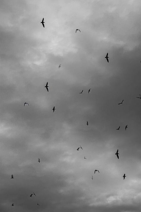 A dark moody vibe with birds Moody Sky, Birds In The Sky, Beyond The Sea, Sky View, Dark Skies, Pretty Places, The Sky, Birds, Art