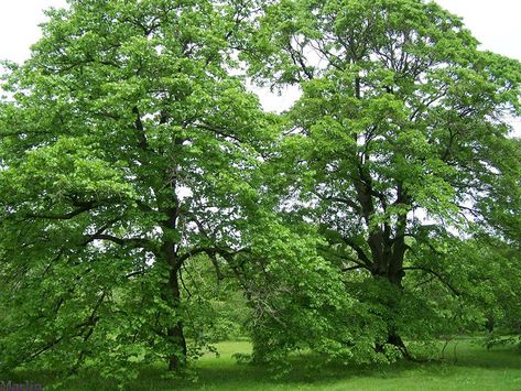 Basswood Tree, American Fringe Tree, American Basswood Tree, Red Sandalwood Tree, Pacific Northwest Native Trees, Japanese Beetles, Paradise Garden, Tall Trees Grove Redwoods, Ornamental Trees