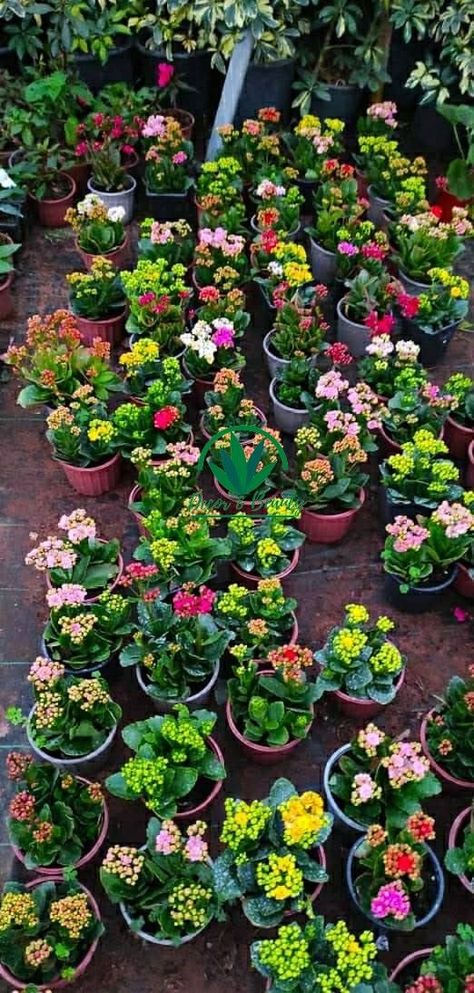 Kalanchoes are succulent plants often grown for their tiny, colourful flowers. Kalanchoe Flowers, Kalanchoe Blossfeldiana, Colourful Flowers, Succulent Plants, Planting Succulents, Colorful Flowers, Garden Plants, Succulent, Beautiful Flowers