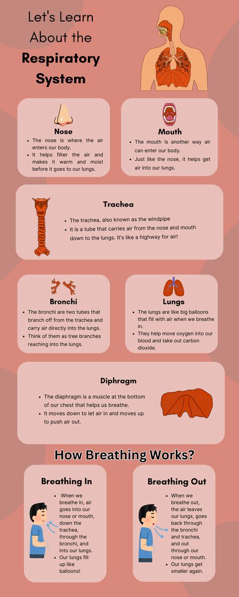 Discover the amazing world of the respiratory system with our fun and educational post!#RespiratorySystem #KidsLearning #HumanBody #HealthEducation" Anatomy Of Respiratory System, Respiratory System Notes, Respiratory Anatomy, Smartwatch Faces, Anatomy Help, Respiratory System Anatomy, Emt Study, Human Respiratory System, The Respiratory System