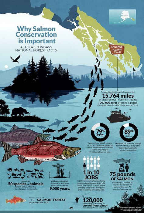 Salmon Conservation Infographic Design by Picklewix. I am an Infographic Designer and work with a lot of companies to create beautiful, in-depth infographics that tell a story.  See more of my work at:  www.picklewix.com/denver-infographic-design  #infographic #infographics #infographicdesign #graphicdesigner #designer #picklewix Planet Infographic, Fish Infographic, Scientific Poster Design, Animal Infographic, Scientific Poster, Infographic Layout, Infographic Inspiration, Desain Ui, Infographic Design Layout