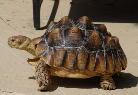 Sulcata tortoise. Turtle Side View, Tortle Barbarian, Wet Animals, The Reptile Room, Turtle Tank Ideas, Russian Tortoise Diet, Turtle Pictures, Tortoise Diet, Frog Family