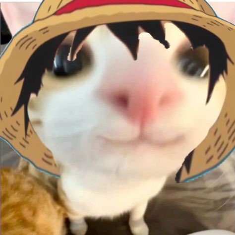 Luffy Cute Pfp, One Piece As Cats, One Piece Username Ideas, One Piece Funny Pfp, One Piece Header Twitter, One Piece Emoji, One Piece Christmas Pfp, Luffy Doodle, Pfp Luffy