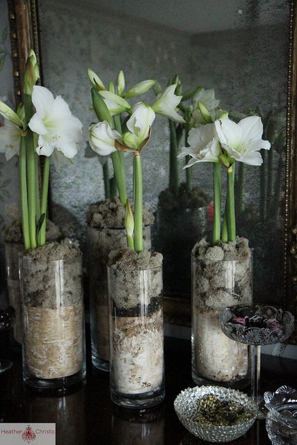 amarylis by Heather Christo Amaryllis Christmas, Tanaman Air, Amaryllis Plant, Amaryllis Bulbs, Garden Bulbs, Christmas Flowers, Winter Flowers, Deco Floral, Bulb Flowers