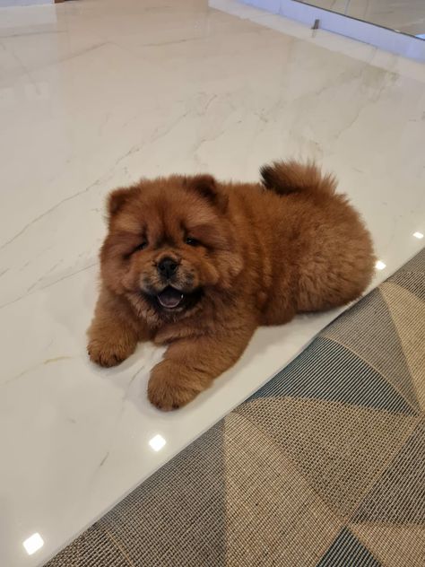 Chow Puppy, Black Living Room Decor, Chow Chow Puppy, Chow Chow Dogs, Black Living Room, Chow Chow, I Love Dogs, Dog Love, Cute Puppies