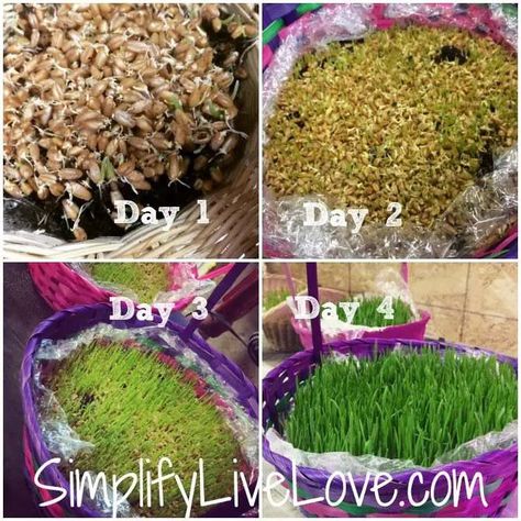 How to Grow Your Own Easter Basket Grass - Simplify, Live, Love How To Grow Wheat, Grow Wheat, Planting Grass, Easter Basket Crafts, Spring Basket, Grass Basket, Boyfriend Crafts, Lamb Decorations, Easter Bunny Decorations