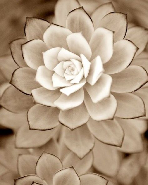 Succulents are a hardy bunch, known mainly for their ability to withstand drought conditions. They’re...Read More » White Desert, Cactus Planta, Succulent Gardening, Unusual Plants, Brown Trim, Cactus Y Suculentas, Cactus Garden, Nature Plants, Pretty Plants