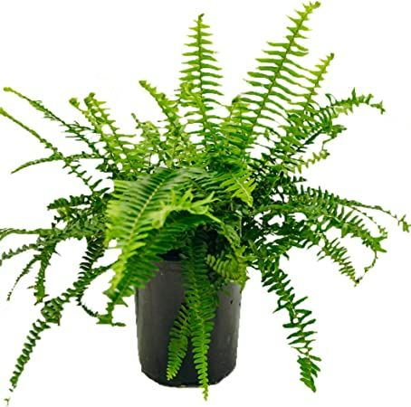 Amazon.com : 1 Gal. Fern Kimberly Queen Plant : Patio, Lawn & Garden Kimberly Queen Fern, Best Perennials, Patio Planters, Organic Colors, Small Planter, Snake Plant, Planting Seeds, Outdoor Plants, Growing Plants