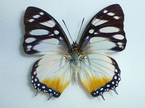 ♂ Lydiae nymphaliidae Charaxes Butterfly, Butterfly Reference, Butterfly Meaning, Butterflies Vintage, Butterfly Gif, Vintage Butterflies, Papillon Butterfly, Moth Caterpillar, Butterfly Quotes