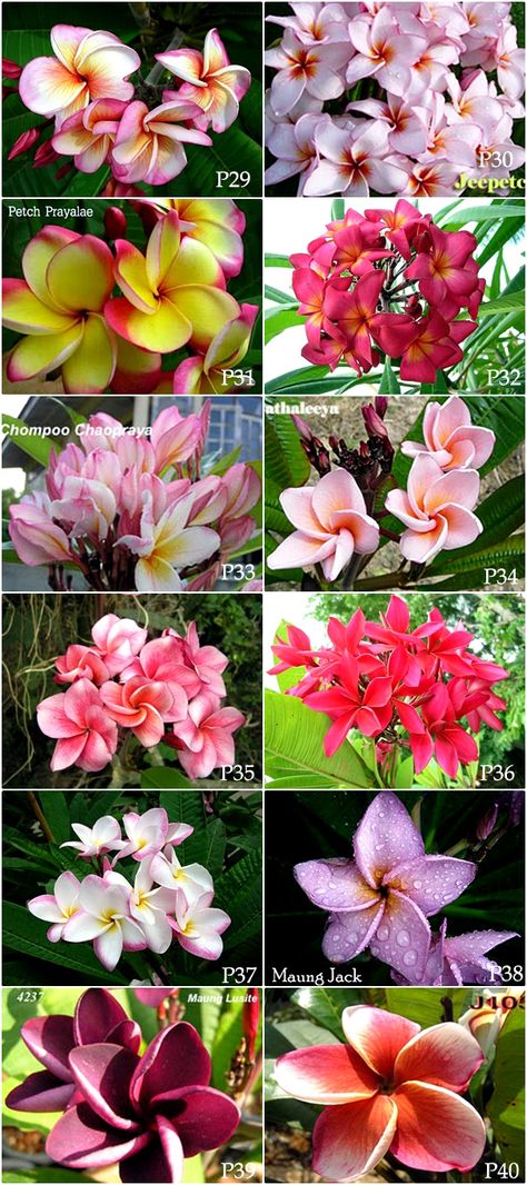 Plumeria variety in Thailand. New Thai Plumeria 40 flowers available now. It looks fantastic colors with large flower and most fragrant. Plumeria Tattoo, Plumeria Tree, Flower Trees, Single Flowers, Hawaiian Plumeria, Flower Pot Design, Plumeria Flowers, Fragrant Plant, Rare Flowers