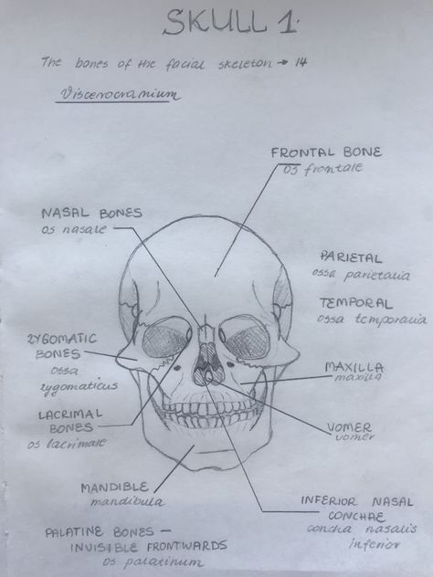 Facial Bones Anatomy, Ethmoid Bone, Drawing Biology, Biology Diagrams, Dental Assistant Study, Nursing School Inspiration, Physical Therapy School, Facial Bones, Chemistry Education