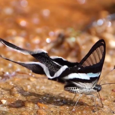 Dragontail Butterfly, Regnul Animal, Animals Crossing, Wildlife Photographer, Swallowtail Butterfly, Beautiful Bugs, Arachnids, Natural Beauty Tips, Beetles