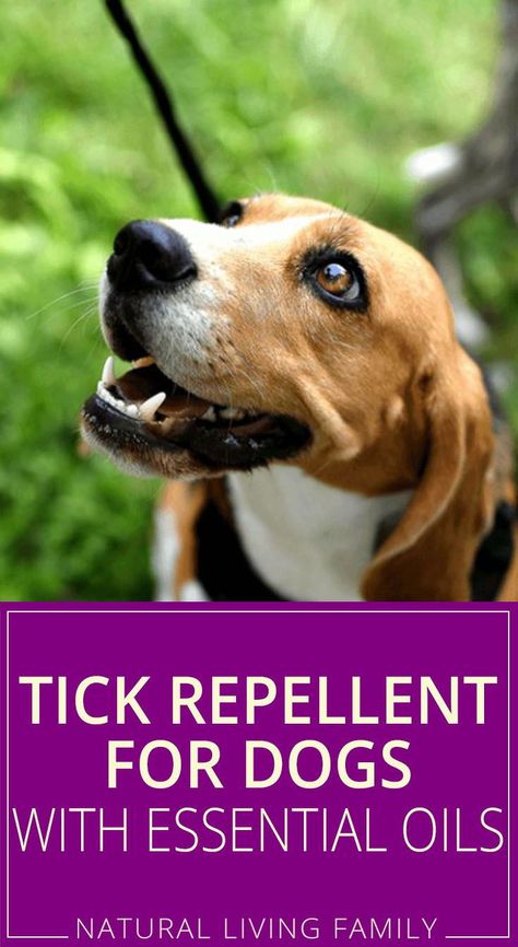 Flea And Tick Spray Essential Oils, Diy Flea And Tick Shampoo For Dogs, Dog Tick Repellant Diy, Essential Oil Tick Spray For Dogs, Flea And Tick Essential Oils Dogs, Natural Tick And Flea Repellant For Dogs, Essential Oil Bug Spray For Dogs, Essential Oils For Ticks On Dogs, Essential Oils For Tick Repellent