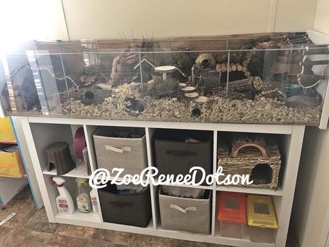 Hamster Cage Detolf, Hamster Detolf, Hamster Cage Ideas Tanks, Homemade Hamster Cage, Ikea Hamster Cage, Ikea Detolf Hamster Cage, Detolf Hamster Cage, Best Hamster Cage, Hamster Homes