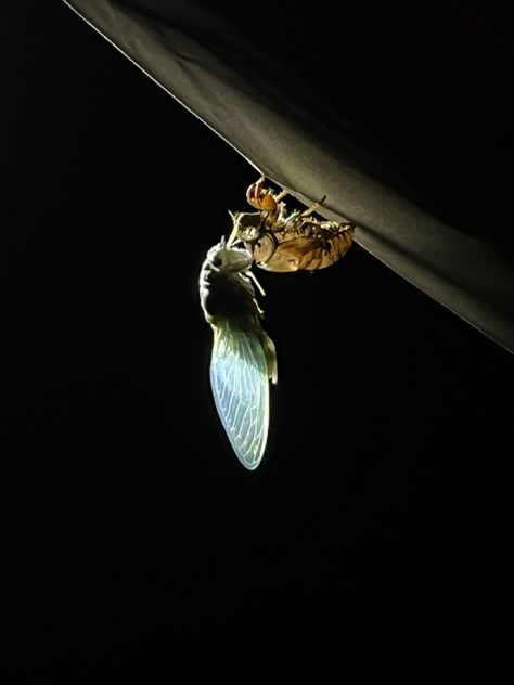 Molting Cicada Cicada Wallpaper, Cicada Aesthetic, Cicada Symbolism, Cicada Wings Open, Cicada Sculpture, Cicada Molting, Cicada Specimen, Under My Skin, Hermione Granger