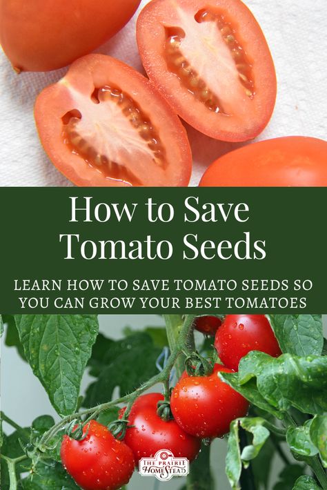 How to Save Tomato Seeds Save Tomato Seeds, Saving Tomato Seeds, Tomato Problems, Growing Tomatoes Indoors, Gardening Tricks, Heirloom Tomato Seeds, Tomato Farming, Growing Tomatoes In Containers, Grow Tomatoes