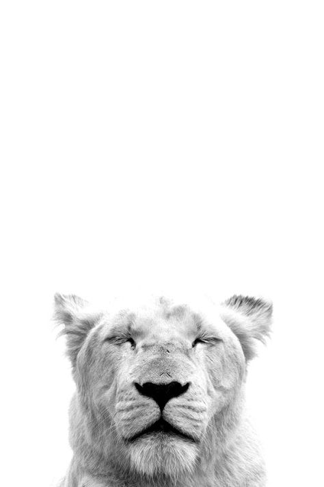 Unconventional Wisdom Gods Plan Wallpaper, Picture Of Lion, Lion White, Plan Wallpaper, Lion Wallpaper, Wallpaper White, Lion Pictures, Animal Totems, Gods Plan