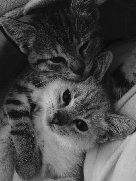 Lovely Hug, Wallpaper Gatos, Cute Cat Memes, Cute Small Animals, Cat Hacks, Cute Cat Wallpaper, Cute Cats Photos, Get Back To Work, Cat Owner