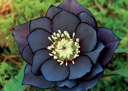 Helleborus WINTER JEWELS™ 'Onyx Odyssey' Hellebore Flowers, Deer Proof, Goth Garden, Lenten Rose, Deer Resistant Plants, Gothic Garden, Black Garden, Unusual Flowers, Dark Burgundy