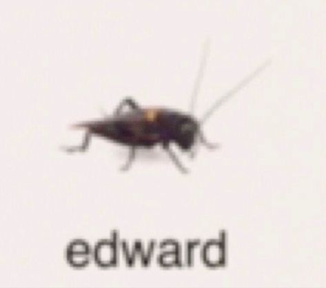 meme reaction pic bugs with names edward cricket Cockroach Meme, Insects Names, Silly Names, Hi Welcome To Chili's, Bug Collection, Cool Bugs, A Bug, What’s Going On, Funny Laugh