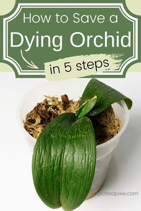 Orchid Leaves Turning Yellow, Orchids Care, Phalaenopsis Orchid Care, Oxalis Triangularis, Repotting Orchids, Orchids In Water, Indoor Orchids, Gardening Indoors, Orchid Plant Care