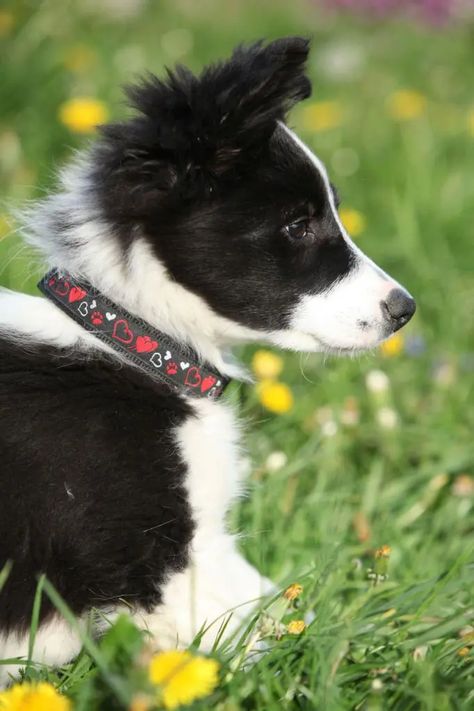 Border Collie, Labrador, Puppies, Dogs, Animals