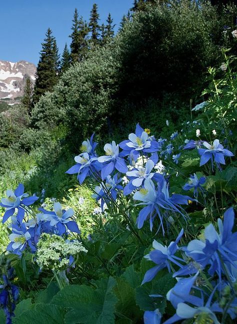 The Colorado blue columbine is a species of flowering plant in the buttercup family Ranunculaceae, native to the Rocky Mountains, USA. The Latin specific name coerulea (or caerulea) means "sky blue". Spruce Tree Tattoo, Light Blue Landscape, Colorado Blue Columbine, Blue Spruce Tree, Buttercup Flower, Columbine Flower, Cool Tree Houses, Spruce Tree, Flowers Purple