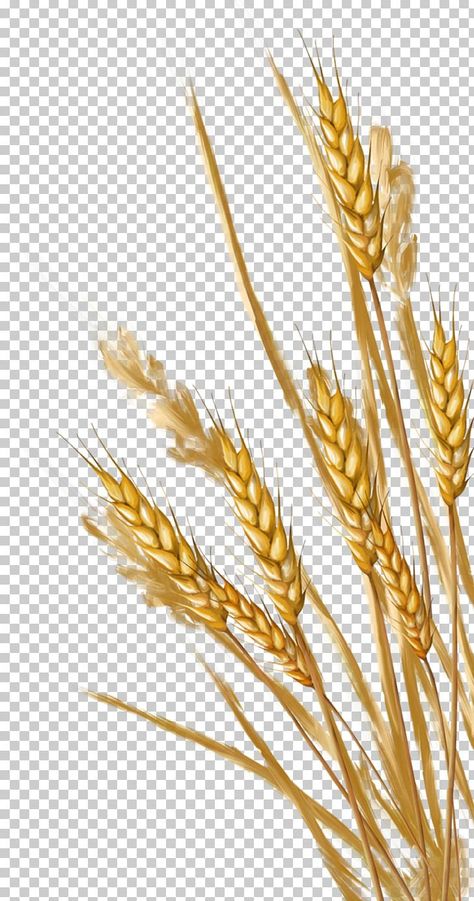 Wheat Drawing, Altar Design, Gold Leaf Art, Floral Border Design, New Background Images, Computer Icon, Wheat Fields, Tattoo Flash Art, Gold Background