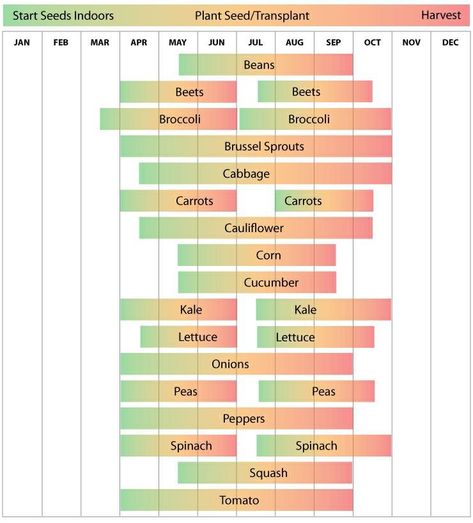 When To Plant Garden, Vegetable Planting Calendar, Broccoli And Brussel Sprouts, Planting Schedule, Growing Calendar, Vegetable Planting, When To Plant Vegetables, Planting Calendar, When To Plant