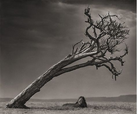 Lion Under Tree by Nick Brandt Nick Brandt, Africa Wildlife, Majestic Animals, Endangered Animals, A Lion, East Africa, An Animal, Big Cats, Wildlife Photography