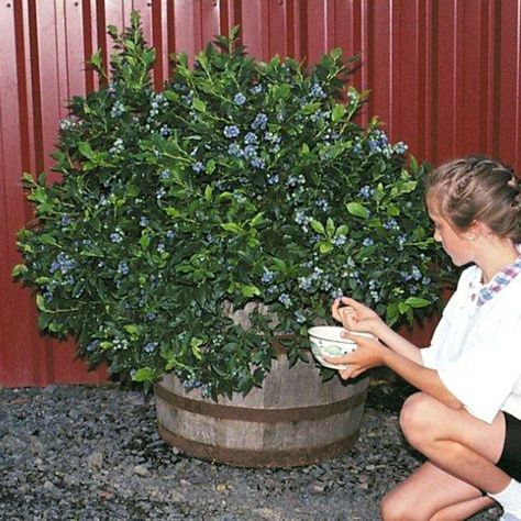 The best blueberries for container life are highbush varieties (as opposed to rabbiteye) that have been bred for short stature, commonly called "half-high." Plant blueberry bushes in acidic soil and in containers that are at least 18 to 24 inches deep. To get the best harvest, the flowers must cross pollinate with a nearby blueberry bush that is a different variety but is also flowering at that particular time of year. Just find 2 varieties that produce fruit at the same time of year. Blueberry Bush, Acidic Soil, Growing Blueberries, Blueberry Plant, Blueberry Bushes, Garden Veggies, Garden Containers, Fruit Garden, Veggie Garden