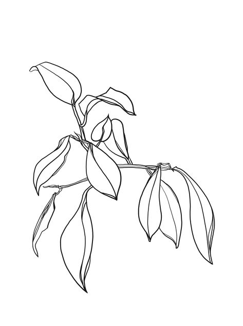 digital drawing line art black branch plant with leafs Leaf Line Drawing, Floral Line Drawing, Vintage Drawings, Branch Drawing, Line Art Black, Drawing Line Art, Paint Inspo, Botanical Line Drawing, Relief Carving