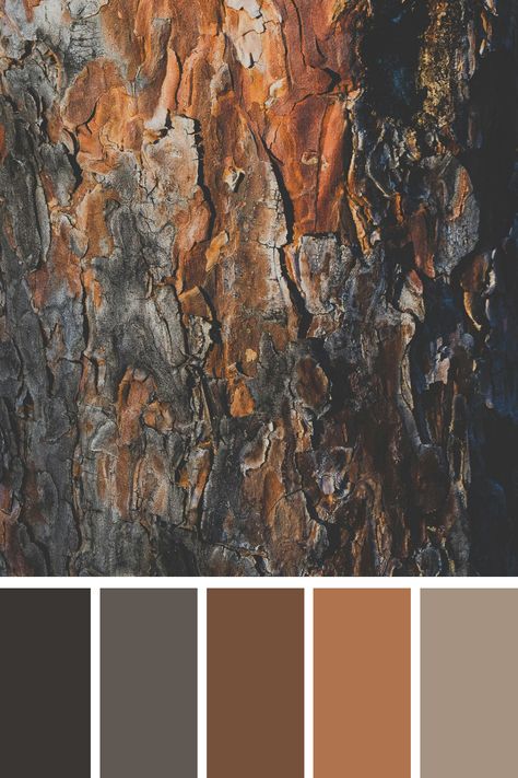 Earth Tone Color Palette of a brown and black tree trunk. It's a striking image with strong textures and contrasts, perfect for inspiring a palette that includes rich browns and deep, dark tones. Brown And Silver Color Palette, Brown And Black Color Palette, Color Palette Earth Tones, Earth Color Palette, Dark Earth Tones, Earth Tones Palette, Color Scheme Generator, Earth Colour Palette, Tone Color Palette