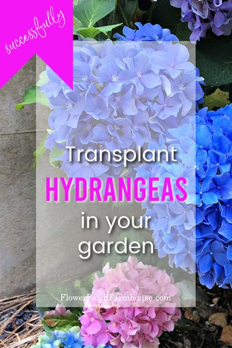 Hydrangeas are a beloved garden shrub and can become quite sizable but what can you do when your hydrangea is not in the right place? Move it! Transplanting hydrangeas can be done with a few simple steps. These tips and tricks will help you relocate that hydrangea and keep it alive too! Transplanting Hydrangeas, Tree Transplanting, Propagating Hydrangeas, Hydrangea Tree, Hydrangea Landscaping, Large Hydrangea, Big Leaf Hydrangea, Types Of Hydrangeas, Hydrangea Shrub