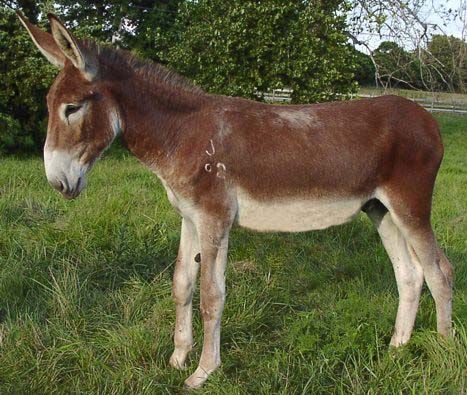 images of mules | Missouri Traveler MyAss - Jack Mule @ Missouri Mule Company Hybrid Animals, Old West Town, Missouri Mule, Chestnut Color, Donkeys, Old West, Walkers, Chestnut, Mammals