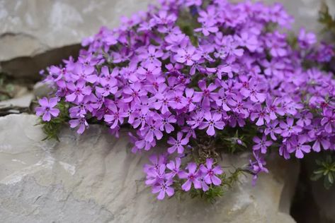 10 Fast-Growing Ground Covers to Plant Now Creeping Raspberry, Perennial Ground Cover, Creeping Phlox, Small Yellow Flowers, Sweet Potato Vine, Ground Covers, Ground Covering, Yard And Garden, Potato Vines