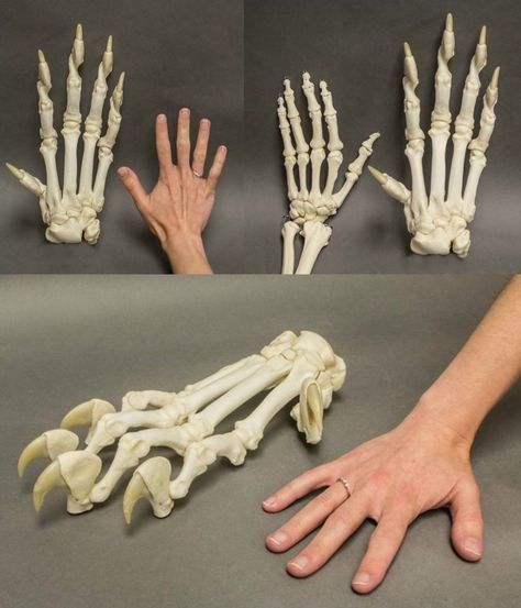 Aesthetic Sharer on Twitter: "People compared with tiger paw https://t.co/yZig8xjDLf" Feline Anatomy, Paw Hand, Skeleton Anatomy, Cat Anatomy, Animal Skeletons, Tiger Paw, Animal Study, Animal Bones, Tiger Design