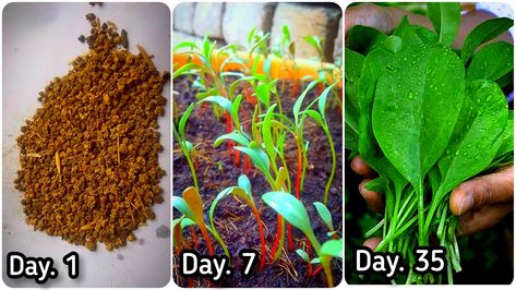 #Grow_Spinach_From_Seeds! Checkout this Detailed Video, including all the Diseases, and Describing How to Get Bigger Spinach Leaves? How To Grow Spinach, Grow Spinach, Growing Spinach, Spinach Seeds, Vegetable Plants, How To Get Bigger, Spinach Leaves, Planting Vegetables, How To Grow