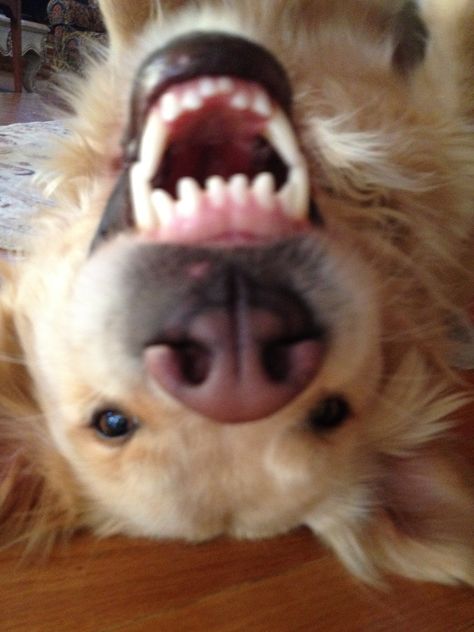 A face only a mother could love? Goofy golden retriever smile :) And he's all mine! Goofy Golden Retrievers, Golden Retriever Smile, Face Only, Goofy Dog, Reaction Images, Reaction Memes, Smiling Dogs, Golden Retrievers, A Mother