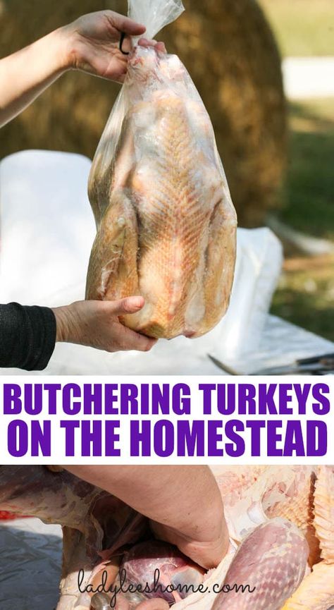 Raising Turkeys, Raising Farm Animals, Homesteading Diy, Backyard Chicken Farming, Wild Game Recipes, Homesteading Skills, Picture Tutorial, Prepper Survival, Wild Turkey